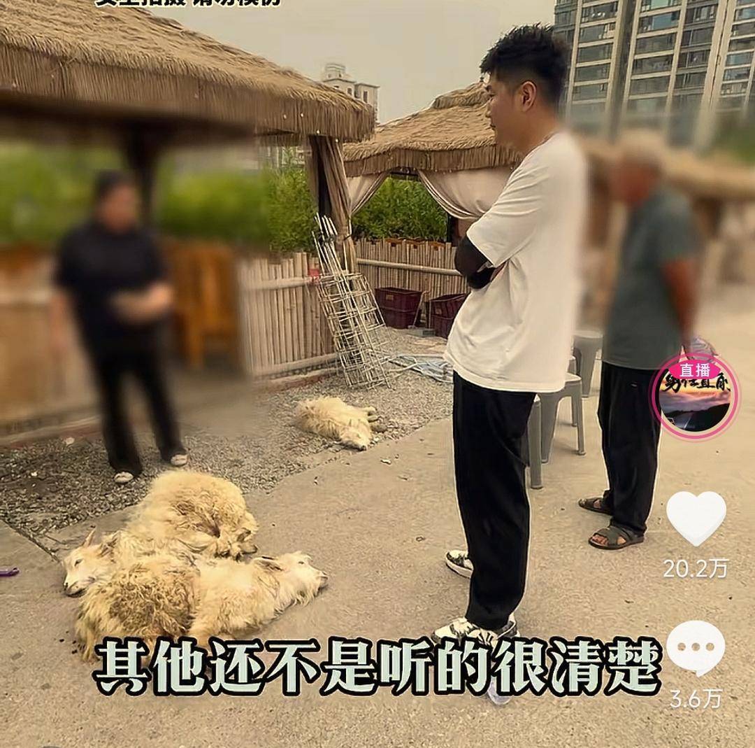 皇冠信用网代理申请_60斤活羊实际只有30多斤皇冠信用网代理申请！博主打假重庆两家烤全羊店获“退一赔三”