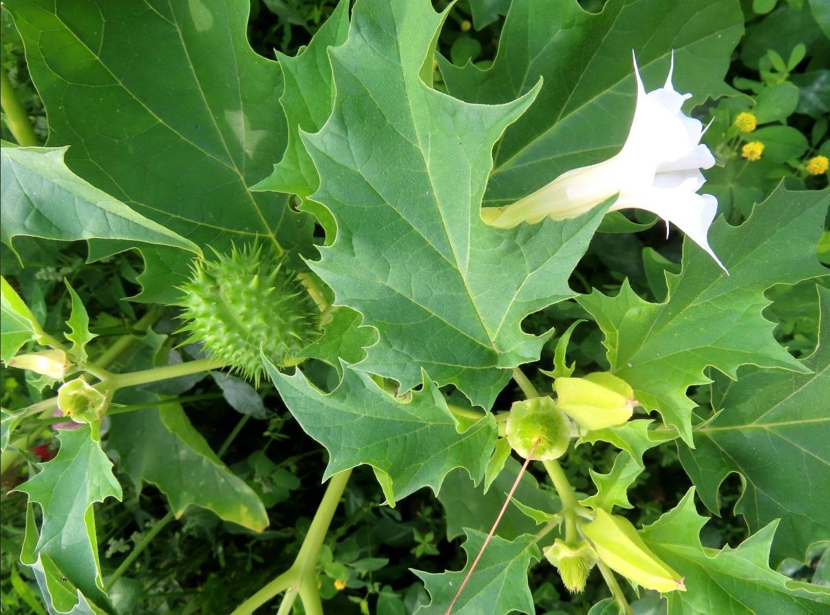 怎么开皇冠信用网
_一口药酒下肚怎么开皇冠信用网
，半小时后毒发，毒性植物曼陀罗可轻易网购