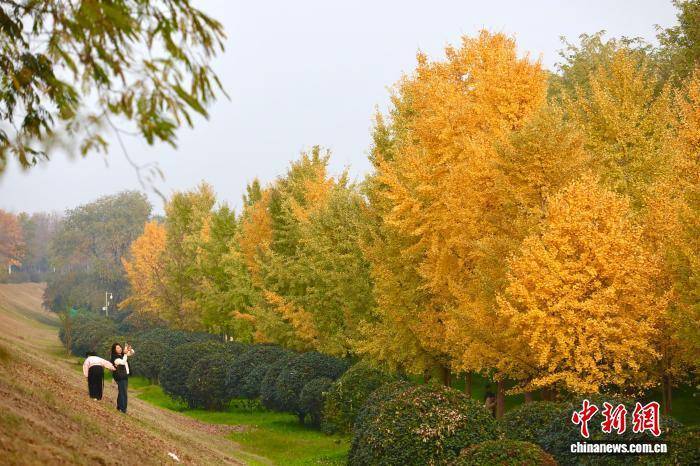 欧冠足球比分
_陕西西安:银杏林由绿转黄吸引市民游玩